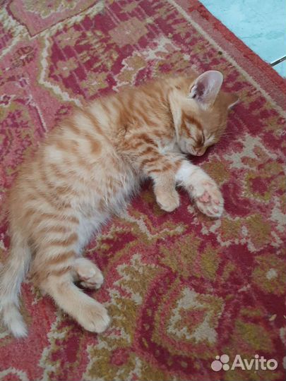 Котик в дар бесплатно