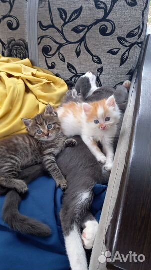 Котики бесплатно