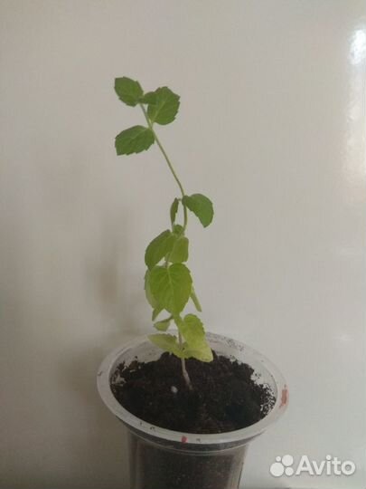 Мята в горшочке