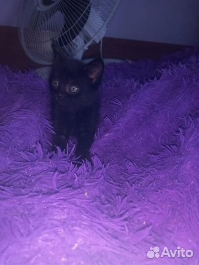 Котята в добрые руки даром