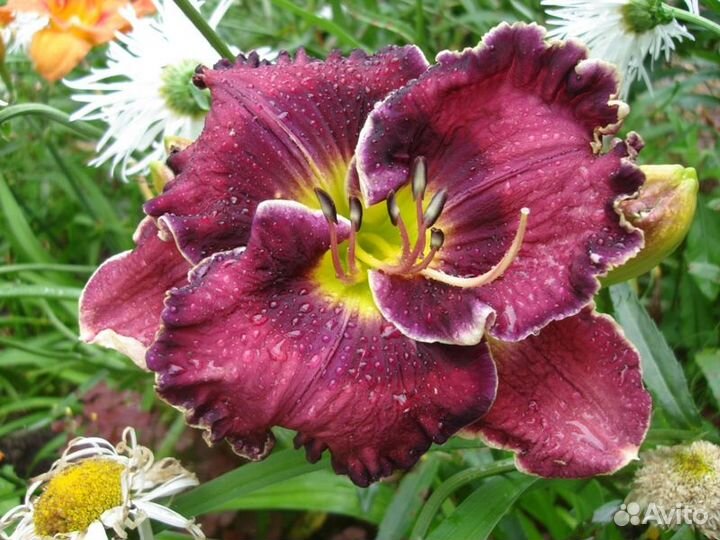 Лилейник just AS I AM