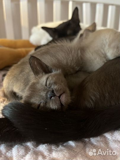 Бурманские котята