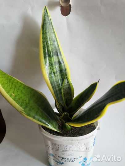 Сансевиерия