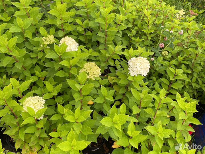 Гортензии и другие кустарники