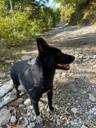 Собака в добрые руки