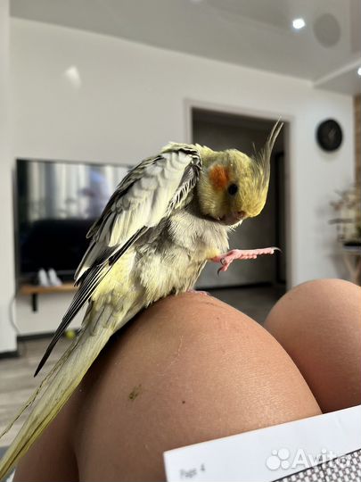 Попугай корелла