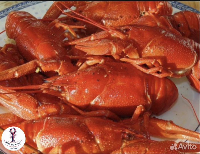 Раки вареные / живые алтайские