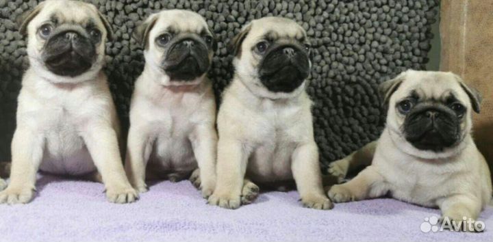 Щенки мопса