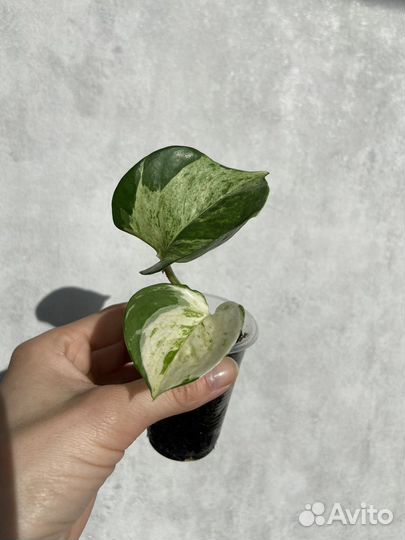 Эпипремнум марбл эппл, хэппи лиф; филодендрон