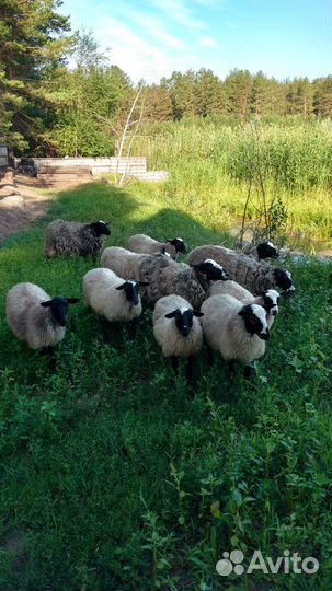 Бараны романовской породы