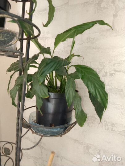 Спатифиллум