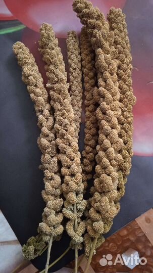 Чумиза лакомство для мелких птиц