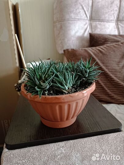 Кактусы и суккуленты