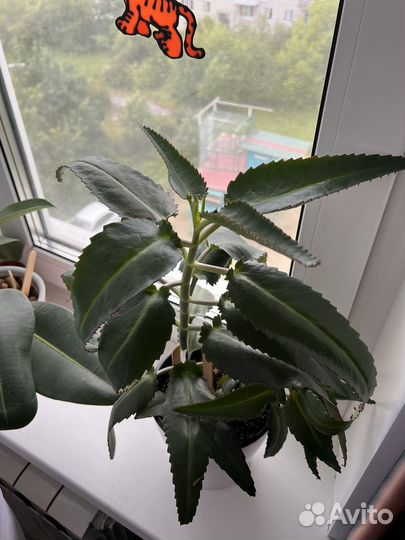 Каланхоэ лечебное