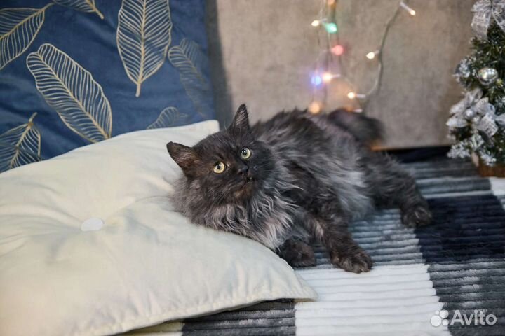 Взрослый кот Буба ищет дом