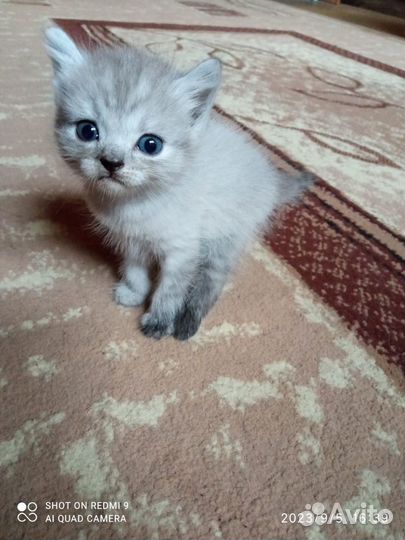 Британские котята