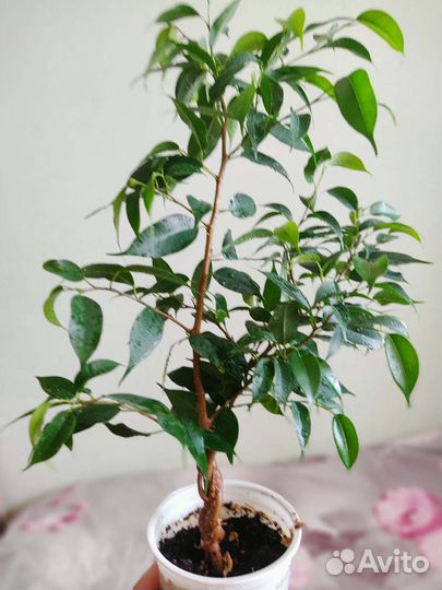 Фикус бенджамина ствол коса