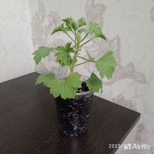 Королевская пеларгония