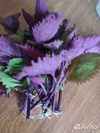 Черенки колеуса