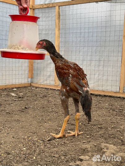 Бойцовые петухи