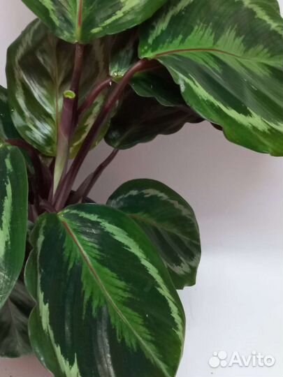 Калатея медальон