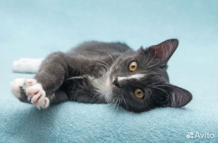 Тарахтелка, котёнок, малышка Мегги ищет семью