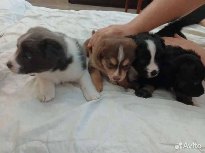 Щенки в добрые руки маленькой собаки