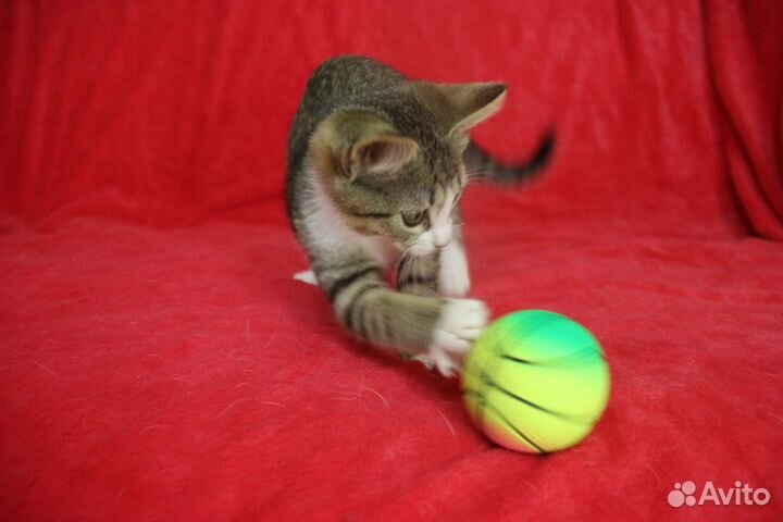 Котенок Алиса в добрые руки