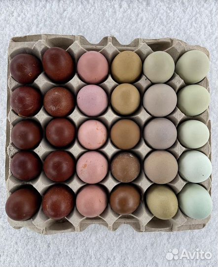 Инкубационное яйцо импортное круглый год