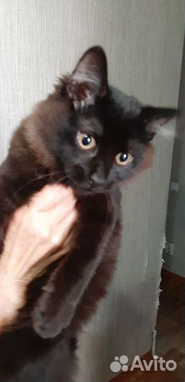Котик 6 месяцев