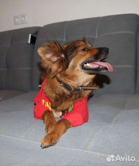 Собака в квартиру, небольшая