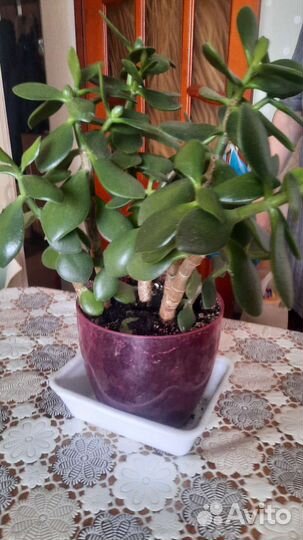 Денежное дерево толстянка