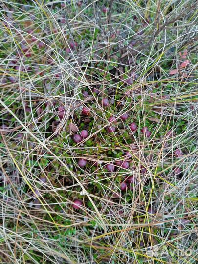 Клюква свежая