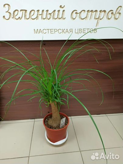 Пальма ливистонаи другие