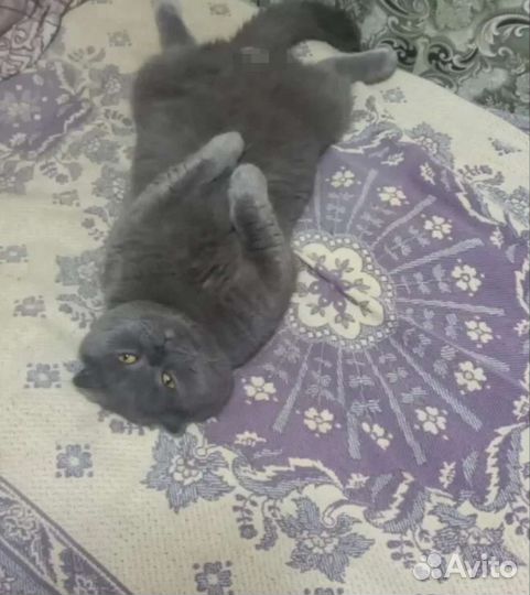 Котик