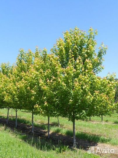 Клен остролистный