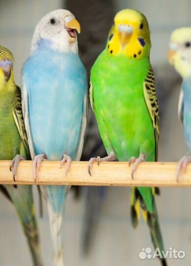 Волнистые попугаи малыши в ваш дом