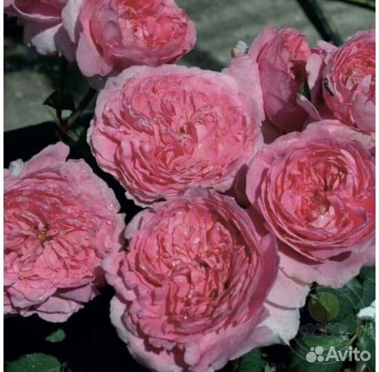 Роза шраб Элоди Госсини