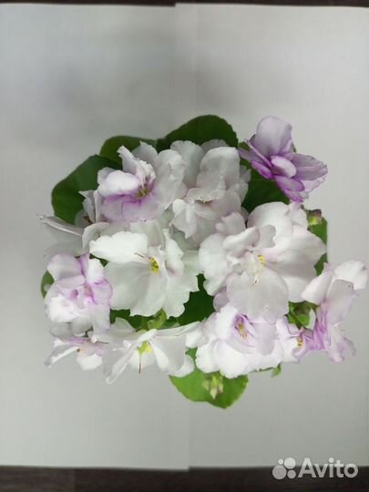 Сортовые фиалки мини