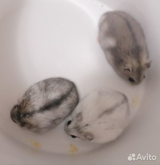 Джунгарский хомяк породистый