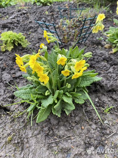 Примула, Хоста