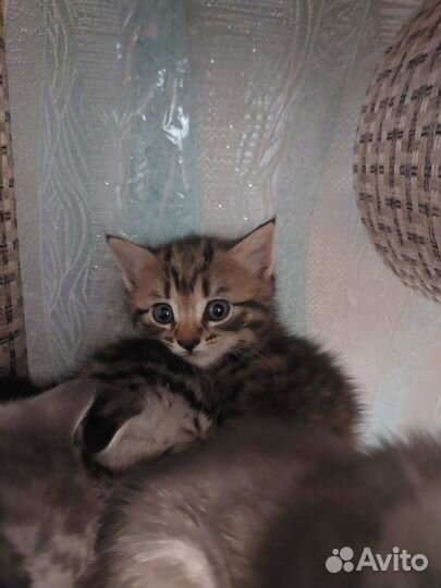 Британские вислоухие котята