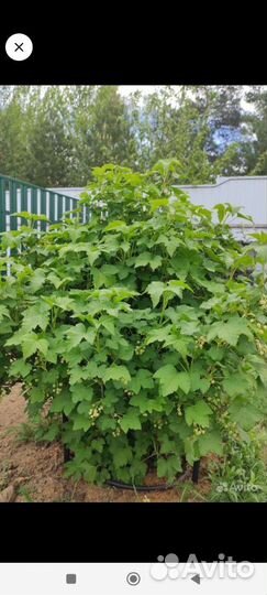 Чëрная смородина