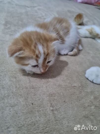 Котик и кошечка