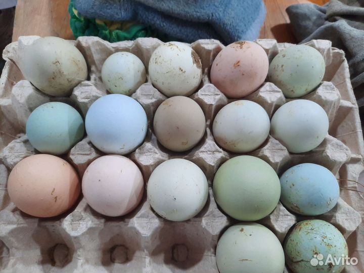 Инкубационное яйцо куриное