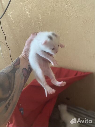 Котята от домашней кошки