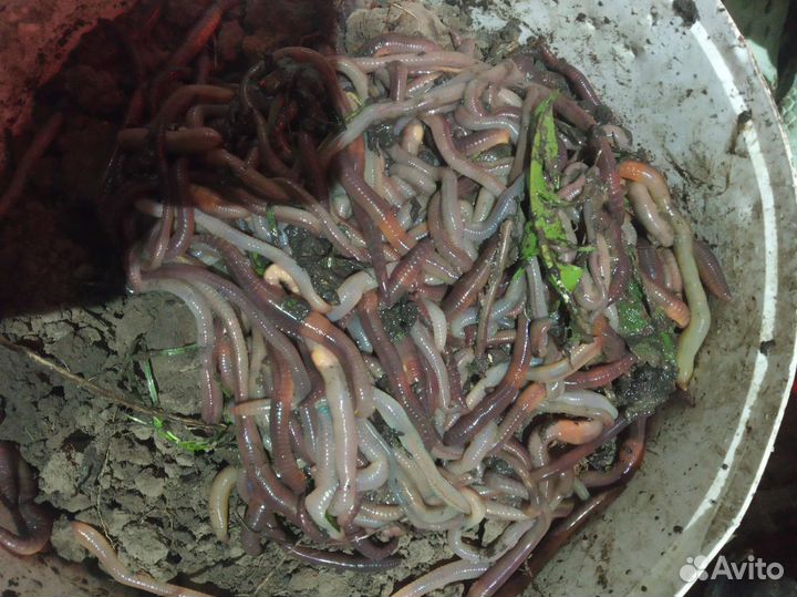 Черви для рыбалки