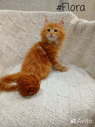 Котята мейн-кун чистопородные