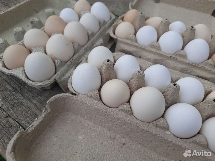 Домашние куриные яйца