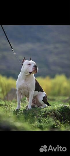 Американский стаффордширский терьер на вязку